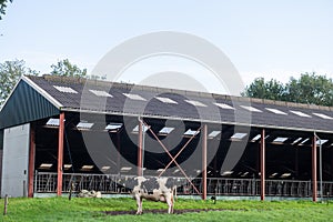 Cow by Farm Structure with Solar Panels