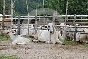 Cow farm in Thailand
