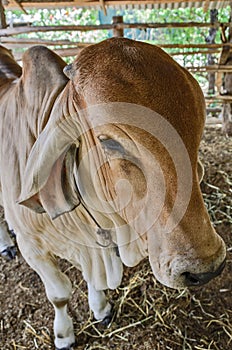 Cow on farm