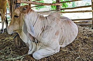 Cow on farm