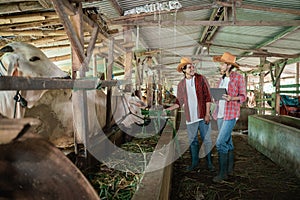 a cow farmer girl holding a tablet while a male farmer feeds the cows with hay