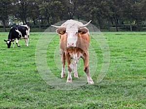 Cow in a farmer`s field