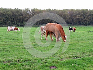 Cow in a farmer`s field