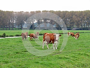 Cow in a farmer`s field