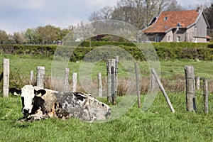 Cow and farmhouse in Limburg