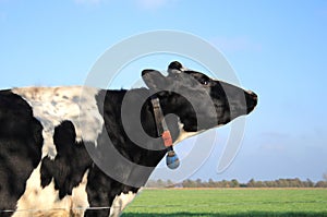 Cow on farmland