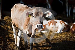 Cow on farmland