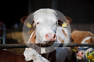 Cow on farmland