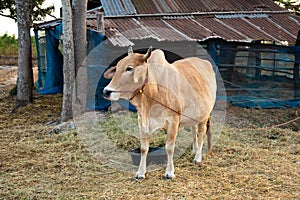 Cow in farmland agiculture concept