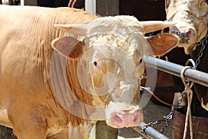 Cow for the Feast of Sacrifice, Turkish Holiday