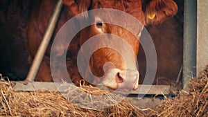 Cow Feeding In Barn At Sunset