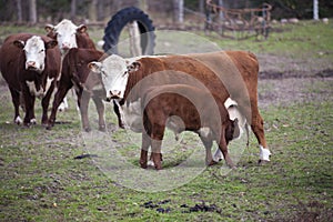 Cow feeding cattle