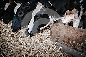 Cow Feeding Grazing Grass in Dairy Cattle Farm, Business Livestock and Agriculture Entrepreneur. Dairy Farming