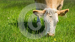 Cow feeding on a green pasture