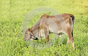 Cow feeding on a green summer pasture