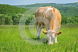 Cow feeding on pasture