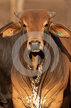 Cow in a feedlot or feed yard