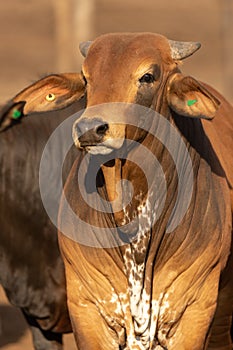 Cow in a feedlot or feed yard