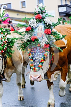 Cow Festival in Austria