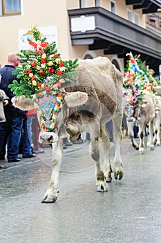 Cow festival with young calf