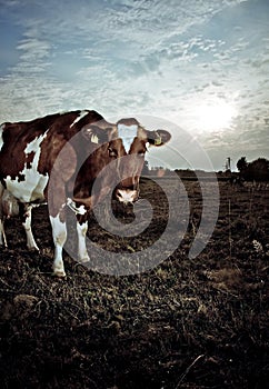 Cow in field