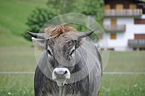 Cow in field