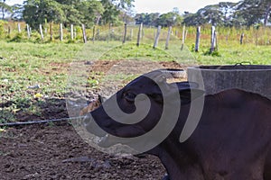 Cow in the field