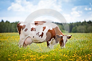 Cow In A Field photo