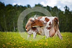 Cow In A Field