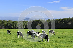 Cow in field
