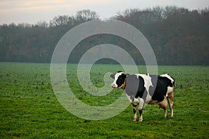 Cow in a field