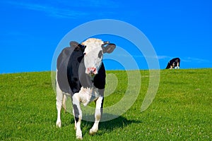 Cow in field 6