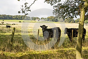 Cow in a field