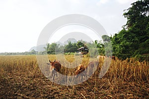 Cow on the field, against the background of green grass