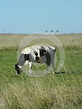 Cow in a field on a background plant in Central Russia.