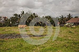 A cow on a field, Bali