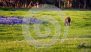 Cow in a Field of Bluebonnets