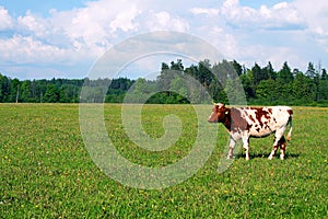 Cow on the Field, Bovine on the Skyline photo