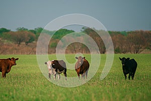 Cow in the field. Cows on a summer pasture. Graze on a green farm field in spring.