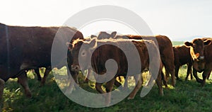 Cow field, farm and cattle walking in countryside, environment or outdoor natural landscape. Dairy farming, agriculture