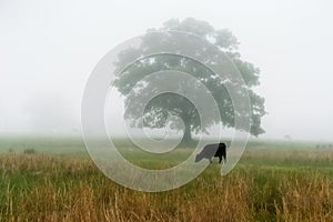 Cow in field on a foggy morning.