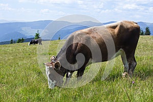 Cow and field of fresh grass