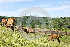 Cow on the field grass