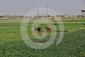 The Cow on field of grass in Abydos, Egypt, Africa
