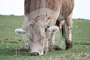 Cow in a field photo