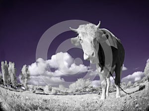 A cow is in the field is in an infra-red color photo