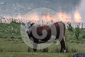 Cow in a field near a lake in Filipstad Sweden