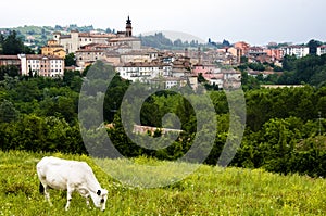 Cow in field near village