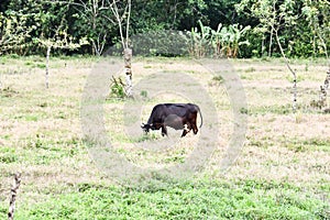 cow in field, photo as a background