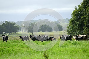 Cow in the field. Rural cows graze on a green meadow.